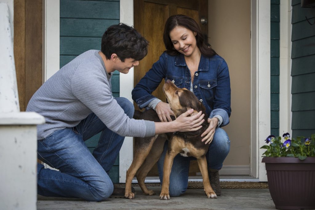A Dog's Way Home Film Review Impulse Gamer